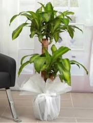 Massangene Yucca Çiçeği